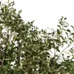 GloboStar® Artificial Garden OLIVE TREE 21112 Τεχνητό Διακοσμητικό Δέντρο Ελιά Υ220cm - Image 3