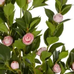 GloboStar® Artificial Garden CAMELIA 21115 Τεχνητό Διακοσμητικό Δέντρο Καμέλια Μ50 x Π30 x Υ90cm - Image 3