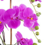 GloboStar® Artificial Garden HOT PINK ORCHID 21119 Διακοσμητικό Φυτό  Έντονο Ροζ Ορχιδέα Υ43cm - Image 3