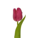 GloboStar® Artificial Garden HOT PINK TULIP BRANCH 21201 Τεχνητό Διακοσμητικό Κλαδί Έντονο Ροζ Τουλίπα Y37cm - Image 3