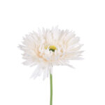 GloboStar® Artificial Garden PALE PINK GERBERABRANCH 21204 Τεχνητό Διακοσμητικό Κλαδί Ζέρμπερας Απαλό Ροζ Y44cm - Image 3