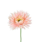 GloboStar® Artificial Garden PINK GERBERA  BRANCH 21205 Τεχνητό Διακοσμητικό Κλαδί Ζέρμπερας Ροζ Y44cm - Image 3