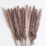 GloboStar® Artificial Garden REAL DRIED BROWN PAMPAS GRASS BUNCH 21215 Αποξηραμένο Διακοσμητικό Μπουκέτο Pampas Kάφε Y50cm - Σετ 15 τμχ - Image 3
