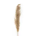 GloboStar® Artificial Garden PAMPAS GRASS 21217 Αποξηραμένο Διακοσμητικό Γρασίδι Πάμπας Μ10 x Π10 x Υ150cm - Image 3