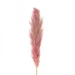 GloboStar® Artificial Garden PAMPAS GRASS 21218 Αποξηραμένο Διακοσμητικό Γρασίδι Πάμπας Μ10 x Π10 x Υ150cm - Image 3
