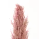 GloboStar® Artificial Garden PAMPAS GRASS 21218 Αποξηραμένο Διακοσμητικό Γρασίδι Πάμπας Μ10 x Π10 x Υ150cm - Image 4
