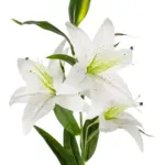 GloboStar® Artificial Garden WHITE LILY BRANCH 21312 Τεχνητό Διακοσμητικό Κλαδί Λευκό Κρίνο Y95cm - Image 3
