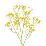 GloboStar® Artificial Garden YELLOW BRANCH BABY BREATH 21370 Τεχνητό Διακοσμητικό Κλαδί Κίτρινης Γυψοφίλης Y61cm - Image 3