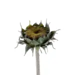 GloboStar® Artificial Garden GREEN SUNFLOWER BRANCH 21378 Τεχνητό Διακοσμητικό Κλαδί Ηλιοτρόπιο Πράσινο Y60cm - Image 3
