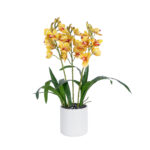 GloboStar® Artificial Garden YELLOW CHERRY CUMBIDIUM 21401 Διακοσμητικό Φυτό Κίτρινο Κυμβίδιο Υ60cm - Image 2