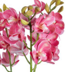 GloboStar® Artificial Garden PINK CHERRY CYMBIDIUM 21402 Διακοσμητικό Φυτό Φούξια Κυμβίδιο Υ60cm - Image 3