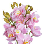 GloboStar® Artificial Garden PALE PINK CHERRY CYMBIDIUM 21403 Διακοσμητικό Φυτό Ροζ Κυμβίδιο Υ60cm - Image 3