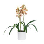 GloboStar® Artificial Garden CHAMPAGNE CHERRY CYMBIDIUM 21404 Διακοσμητικό Φυτό Σαμπανιζέ Κυμβίδιο Υ60cm - Image 2