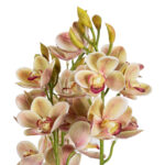 GloboStar® Artificial Garden CHAMPAGNE CHERRY CYMBIDIUM 21404 Διακοσμητικό Φυτό Σαμπανιζέ Κυμβίδιο Υ60cm - Image 3