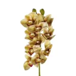 GloboStar® Artificial Garden CHAMPAGNE CYMBIDIUM BRANCH 21408 Τεχνητό Διακοσμητικό Κλαδί Σαμπανί Κυμβίδιο  Y75cm - Image 3