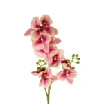 GloboStar® Artificial Garden CHAMPAGNE PINK ORCHID  BRANCH 21411 Τεχνητό Διακοσμητικό Κλαδί Σαμπανί Ορχιδέα Y70cm - Image 3