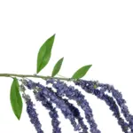 GloboStar® Artificial Garden PURPLE AMARANTHUS FRUIT BRANCH 21452 Τεχνητό Διακοσμητικό Κλαδί Μωβ Αμάρανθος Y80cm - Image 3