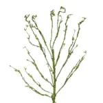 GloboStar® Artificial Garden BIG SPROUT BLOSSOM BRANCH 21461 Τεχνητό Διακοσμητικό Κλαδί Πράσινο Λάχανο Y150cm - Image 3