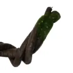 GloboStar® Artificial Garden VINE BRANCH 21465 Τεχνητό Διακοσμητικό Κλαδί Αμπελιού Y170cm - Image 5