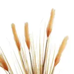 GloboStar® Artificial Garden PAMPAS GRASS 21476 Τεχνητό Διακοσμητικό Φυτό Μπεζ Πάμπας Μ90 x Π40 x Υ150cm - Image 3