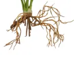 GloboStar® Artificial Garden BEGONIA LEAVES ROOTED 21489 Τεχνητό Διακοσμητικό Φυτό Πολύχρωμη Βιγόνια Μ25 x Π14 x Υ35cm - Image 4