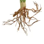 GloboStar® Artificial Garden BEGONIA LEAVES ROOTED 21490 Τεχνητό Διακοσμητικό Φυτό Πολύχρωμη Βιγόνια Μ25 x Π14 x Υ35cm - Image 4