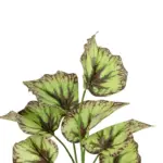 GloboStar® Artificial Garden BEGONIA LEAVES ROOTED 21491 Τεχνητό Διακοσμητικό Φυτό Πολύχρωμη Βιγόνια Μ25 x Π14 x Υ35cm - Image 3