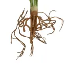 GloboStar® Artificial Garden BEGONIA LEAVES ROOTED 21491 Τεχνητό Διακοσμητικό Φυτό Πολύχρωμη Βιγόνια Μ25 x Π14 x Υ35cm - Image 4
