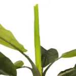 GloboStar® Artificial Garden BANANA TREE 21501 Τεχνητό Διακοσμητικό Δέντρο Μπανανιάς Υ400cm - Image 3