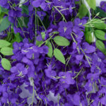 GloboStar® Artificial Garden VIOLET WISTERIA FLOWER BRANCH 21509 Σετ 12 Τεχνητά Διακοσμητικά κλαδιά Βιστέριας Βιολετί Φ45 x Υ120cm - Image 4