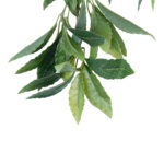 GloboStar® Artificial Garden LAURUS NOBILIS BRANCH 20225 10 x Τεχνητά Διακοσμητικά Κλαδία Δάφνης Π45 x Υ60cm - Image 5