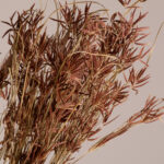 GloboStar® CYPERUS 36500 Αποξηραμένο Φυτό Κύπειρος - Μπουκέτο Διακοσμητικών Κλαδιών Μπεζ - Καφέ Υ60cm - Σετ 50 τμχ - Image 2