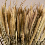 GloboStar® PENNISETUM 36503 Αποξηραμένο Φυτό Πεννήσιο - Μπουκέτο Διακοσμητικών Κλαδιών Μπεζ - Πράσινο Υ60cm - Σετ 100 τμχ - Image 2