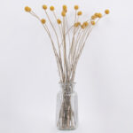 GloboStar® GRASPEDIA 36533 Αποξηραμένο Φυτό Κρασπέδια Φ3cm - Μπουκέτο Διακοσμητικών Κλαδιών Μπεζ - Κίτρινο Υ70cm - Σετ 20 τμχ - Image 3