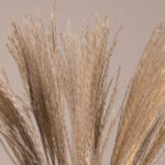 GLOBOSTAR® MISCANTHUS 36535 Αποξηραμένο Διακοσμητικό Μπουκέτο Μίσχανθος - Μπεζ - Μ20 x Π20 x Υ60cm - Πακέτο 20 Τεμαχίων - Image 2