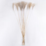 GloboStar® MISCANTHUS 36539 Αποξηραμένο Φυτό Μίσχανθος - Μπουκέτο Διακοσμητικών Κλαδιών Μπεζ Υ140cm - Σετ 10 τμχ - Image 3