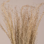 GloboStar® SILVERHAIRGRASS 36545 Αποξηραμένο Φυτό Ασημένια Χλόη - Μπουκέτο Διακοσμητικών Κλαδιών Μπεζ Υ60cm - Σετ 100 τμχ - Image 2