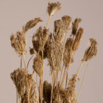 GloboStar® WILDCARROT 36546 Αποξηραμένο Φυτό Άγριο Καρότο - Μπουκέτο Διακοσμητικών Κλαδιών Μπεζ Υ60cm - Σετ 10 τμχ - Image 2