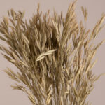 GloboStar® WHEAT 36548 Αποξηραμένο Φυτό Σίτος - Μπουκέτο Διακοσμητικών Κλαδιών Μπεζ - Πράσινο Υ60cm - Σετ 50 τμχ - Image 2