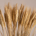 GLOBOSTAR® BARLEY 36551 Αποξηραμένο Διακοσμητικό Μπουκέτο Κριθάρι - Μπεζ - Μ20 x Π20 x Υ60cm - Πακέτο 100 Τεμαχίων - Image 2
