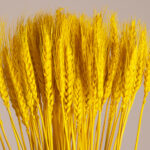 GloboStar® BARLEY 36552 Αποξηραμένο Φυτό Κριθάρι - Μπουκέτο Διακοσμητικών Κλαδιών Μπεζ - Κίτρινο Υ60cm - Σετ 105 τμχ - Image 2