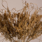 GloboStar® FERNGRASS 36556 Αποξηραμένο Φυτό Φτερόχορτο - Μπουκέτο Διακοσμητικών Κλαδιών Μπεζ Υ60cm - Σετ 50 τμχ - Image 2
