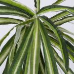 GloboStar® SPIDER PLANT 78217 Τεχνητό Φυτό Χλωρόφυτο - Μπουκέτο Διακοσμητικών Φυτών - Κλαδιών με Φύλλωμα Πράσινο - Κίτρινο - Λευκό Υ60cm - Image 2