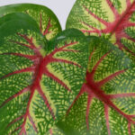 GloboStar® CALADIUM 78218 Τεχνητό Φυτό Καλάδιο - Μπουκέτο Διακοσμητικών Φυτών - Κλαδιών με Φύλλωμα Πράσινο - Κίτρινο - Κόκκινο Υ23cm - Image 2