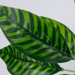 GloboStar® ZEBRA PLANT 78221 Τεχνητό Φυτό Ζέβρα - Μπουκέτο Διακοσμητικών Φυτών - Κλαδιών με Φύλλωμα Πράσινο Υ16cm - Image 2