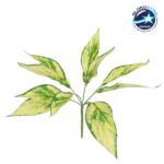 GloboStar® AUCUBA 78223 Τεχνητό Φυτό Κηληδωμένη Δάφνη - Μπουκέτο Διακοσμητικών Φυτών - Κλαδιών με Φύλλωμα Πράσινο - Κίτρινο Υ25cm