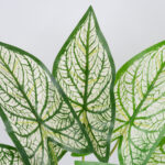 GloboStar® SYNGONIUM 78224 Τεχνητό Φυτό Συγγόνιο - Μπουκέτο Διακοσμητικών Φυτών - Κλαδιών με Φύλλωμα Πράσινο - Λευκό Υ37cm - Image 2