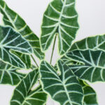 GloboStar® ALOCASIA 78225 Τεχνητό Φυτό Αλοκάσια - Μπουκέτο Διακοσμητικών Φυτών - Κλαδιών με Φύλλωμα Πράσινο Υ43cm - Image 2