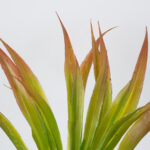 GloboStar® CORDYLINE 78229 Τεχνητό Φυτό Κορδιλύνη - Μπουκέτο Διακοσμητικών Φυτών - Κλαδιών με Φύλλωμα Πράσινο - Κόκκινο Υ34cm - Image 2