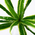 GloboStar® GREEN DRACAENA 78233 Τεχνητό Φυτό Δράκαινα Πράσινη - Μπουκέτο Διακοσμητικών Φυτών - Κλαδιών με Φύλλωμα Πράσινο Υ47cm - Image 2